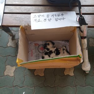 고양이 목격 코리아쇼트헤어 서울특별시 동대문구