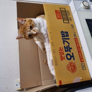 고양이를 찾습니다 코리아쇼트헤어 울산광역시 중구