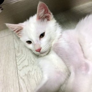고양이 실종 기타묘종 대구광역시 수성구