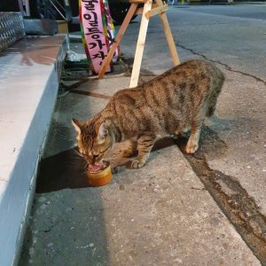 고양이 주인을 찾습니다 기타묘종 인천광역시 부평구