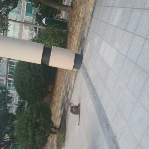 고양이 주인을 찾습니다 코리아쇼트헤어 부산광역시 수영구