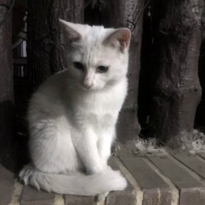 고양이 목격 기타묘종 서울특별시 마포구