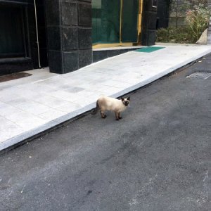 고양이 목격 샴 서울특별시 동대문구