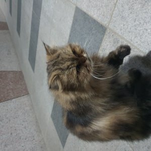 고양이 주인을 찾습니다 기타묘종 인천광역시 연수구