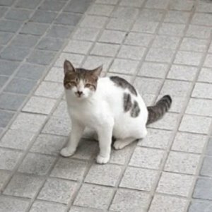 고양이를 찾습니다 코리아쇼트헤어 부산광역시 동래구