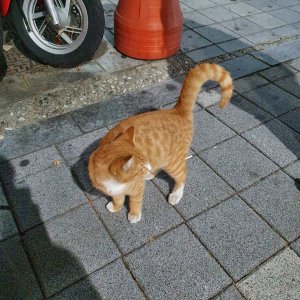고양이 목격 기타묘종 인천광역시 계양구
