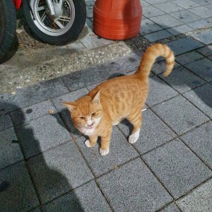 고양이 주인을 찾습니다 기타묘종 인천광역시 계양구