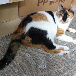 고양이 실종 기타묘종 서울특별시 성동구