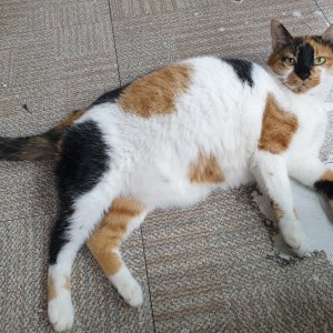 고양이를 찾습니다 기타묘종 서울특별시 성동구