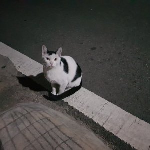 고양이 실종 코리아쇼트헤어 경기도 의정부시