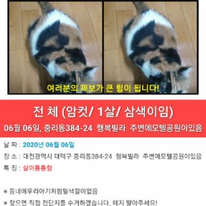고양이를 찾습니다 코리아쇼트헤어 대전광역시 대덕구