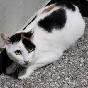 고양이 실종 기타묘종 경기도 의정부시