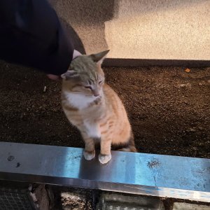 고양이 목격 기타묘종 서울특별시 송파구