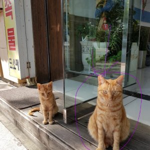 고양이 실종 아메리칸쇼트헤어 울산광역시 남구