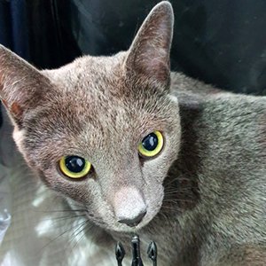 고양이 실종 러시안블루 서울특별시 성북구