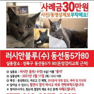 고양이를 찾습니다 러시안블루 서울특별시 성북구