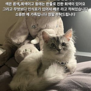 고양이 실종 페르시안 대구광역시 중구