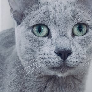 고양이 실종 믹스묘 서울특별시 중랑구