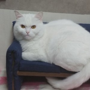 고양이 실종 기타묘종 인천광역시 부평구