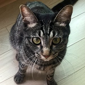 고양이를 찾습니다 코리아쇼트헤어 서울특별시 강북구