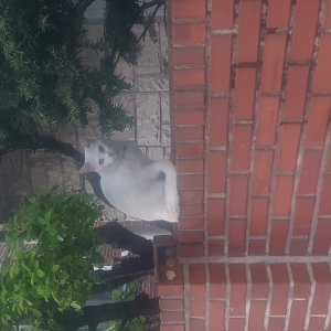 고양이 주인을 찾습니다 기타묘종 서울특별시 동대문구