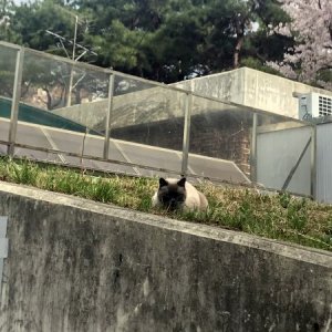 고양이 목격 샴 서울특별시 광진구