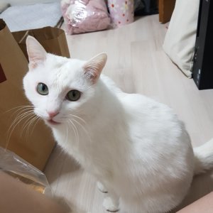 고양이 실종 믹스묘 서울특별시 광진구