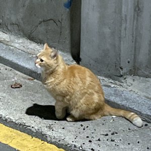 고양이 목격 기타묘종 서울특별시 서대문구