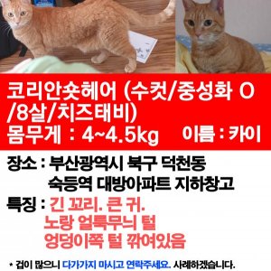 고양이를 찾습니다 코리아쇼트헤어 부산광역시 북구