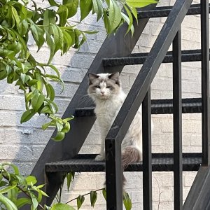 고양이 목격 래그돌 서울특별시 양천구