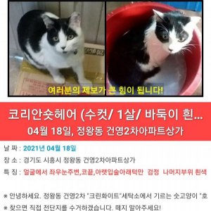 고양이를 찾습니다 코리아쇼트헤어 경기도 시흥시