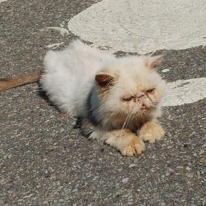 고양이 주인을 찾습니다 기타묘종 서울특별시 서대문구