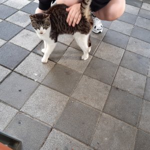 고양이 주인을 찾습니다 기타묘종 인천광역시 남동구