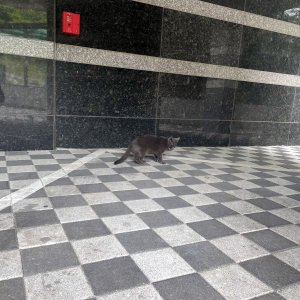 고양이 목격 러시안블루 서울특별시 강동구