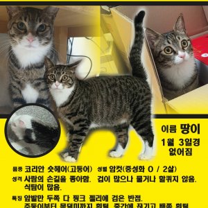 고양이를 찾습니다 아메리칸쇼트헤어 인천광역시 남동구