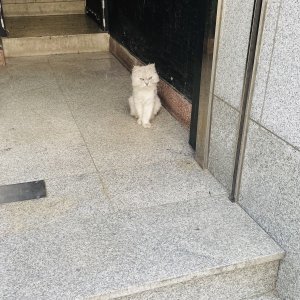고양이 주인을 찾습니다 기타묘종 부산광역시 동구