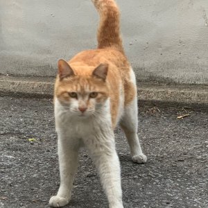 고양이를 찾습니다 코리아쇼트헤어 서울특별시 성북구