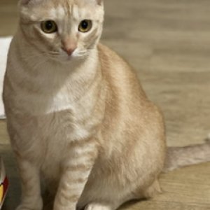 고양이 실종 믹스묘 광주광역시 광산구