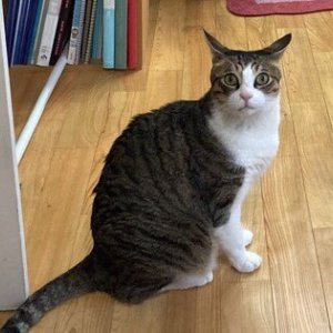 고양이 실종 코리아쇼트헤어 서울특별시 마포구
