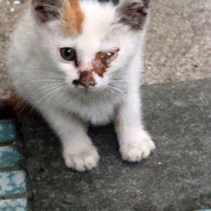 고양이 구조 기타묘종 부산광역시 해운대구