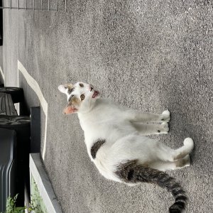 고양이 주인을 찾습니다 코리아쇼트헤어 서울특별시 성북구
