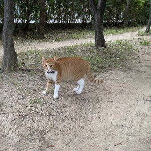 고양이 주인을 찾습니다 기타묘종 부산광역시 부산진구