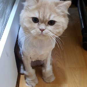 고양이 실종 스코티시폴드 서울특별시 서대문구