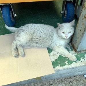 고양이 구조 기타묘종 서울특별시 영등포구