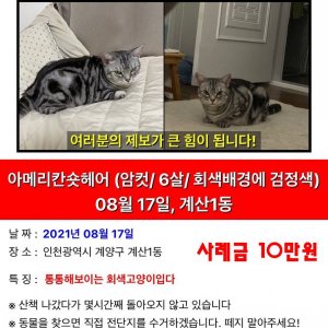 고양이를 찾습니다 아메리칸쇼트헤어 인천광역시 계양구