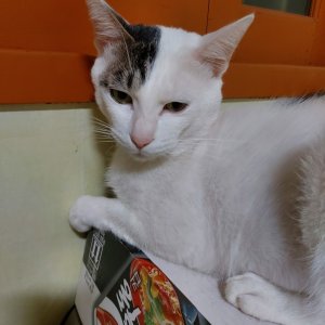 고양이를 찾습니다 코리아쇼트헤어 부산광역시 수영구