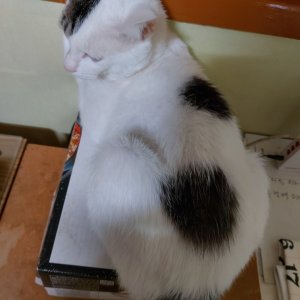 고양이를 찾습니다 코리아쇼트헤어 부산광역시 수영구