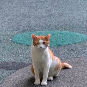 고양이를 찾습니다 코리아쇼트헤어 서울특별시 마포구