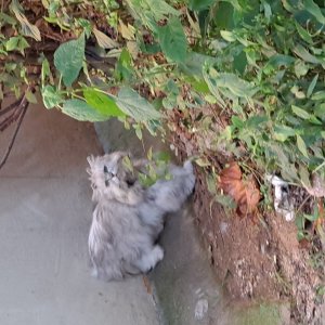 고양이 주인을 찾습니다 기타묘종 광주광역시 광산구