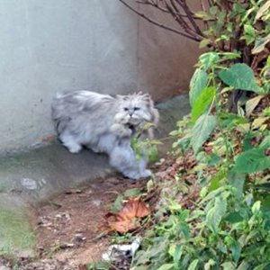 고양이 목격 기타묘종 광주광역시 광산구